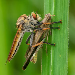 Close-up of butterfly on plant