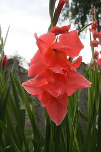 Close-up of red flowering plant