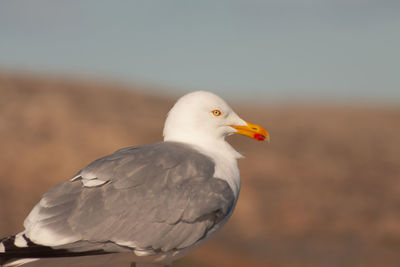 Close-up of seagull perching on a bird