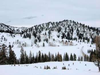 Trees on snow covered landscape against sky