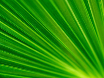 Full frame shot of palm leaf