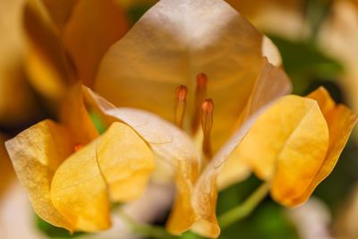 Close-up of yellow flowering plant