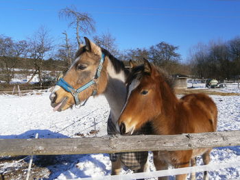 Horse standing on snow field against clear sky