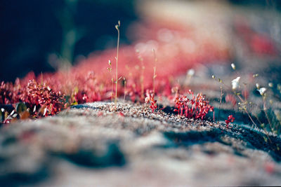 Surface level of dry plants on ground