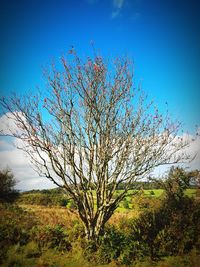 Flowering plant on field against blue sky