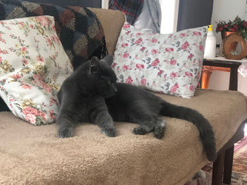 Cat sleeping on sofa at home