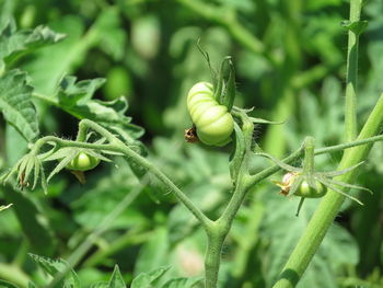 Close-up of insect on plant