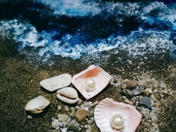 High angle view of shells on beach