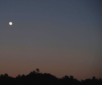 Low angle view of silhouette trees against sky at night