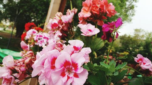 Close-up of pink flowering plants