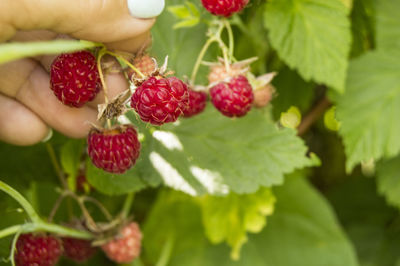 Close-up of strawberries on plant