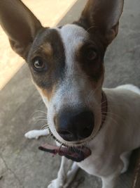 Close-up portrait of dog sticking out tongue outdoors