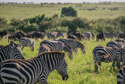 Zebras on a field