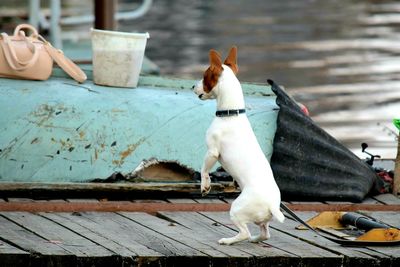 Cat looking away while sitting on wood