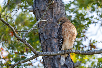 Low angle view of hawk perching on tree