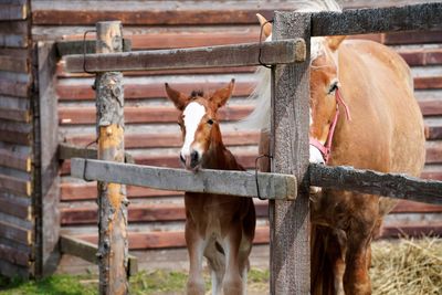 Portrait of horse in stable