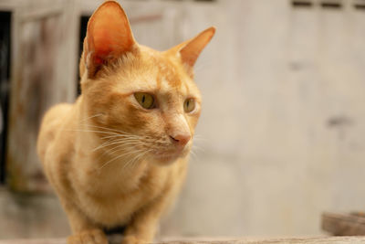 Close-up of a cat looking away