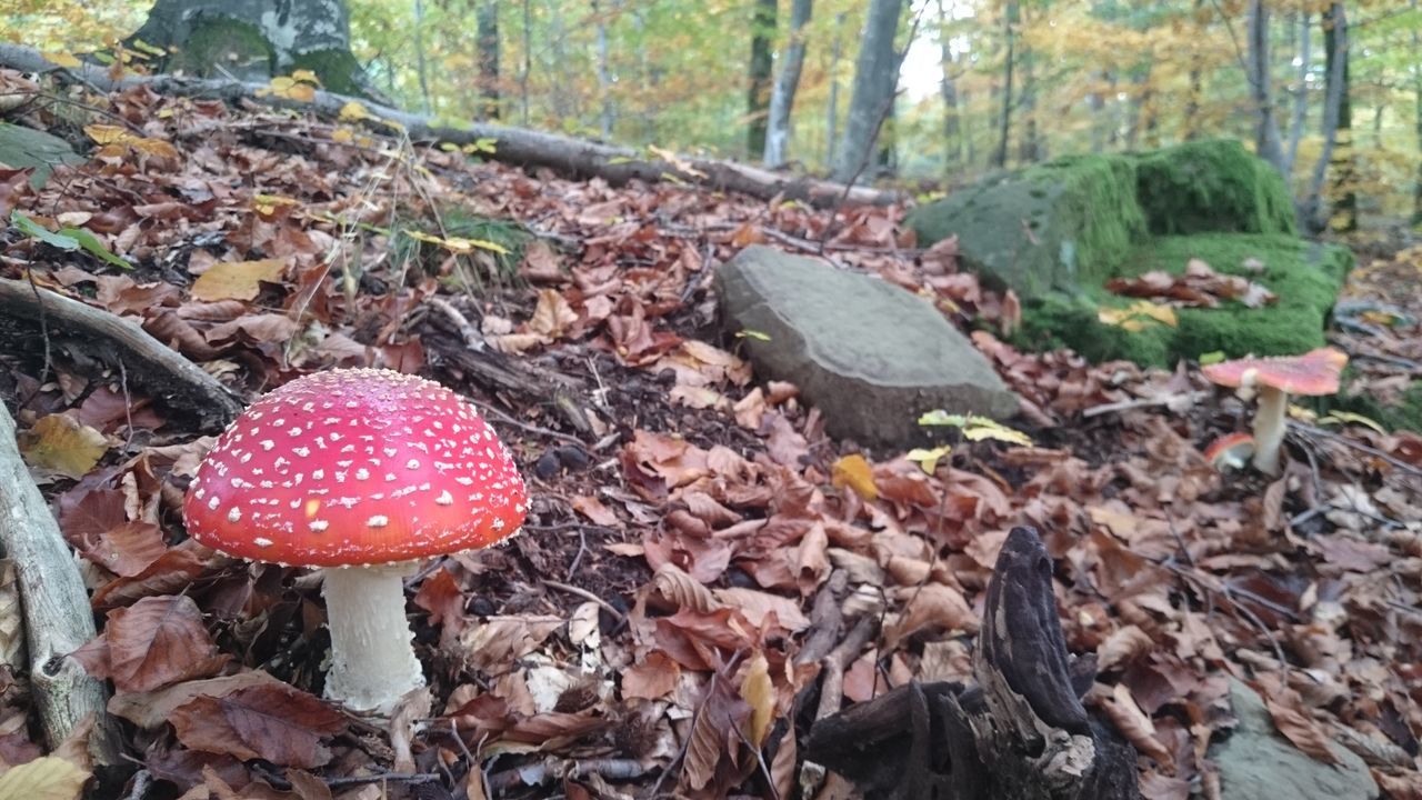 growth, red, mushroom, nature, fly agaric mushroom, forest, outdoors, leaf, no people, day, beauty in nature, close-up