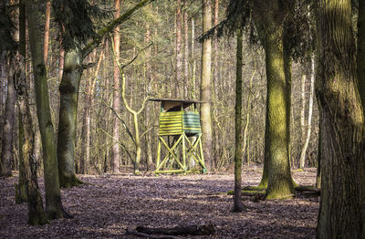 Trees in forest