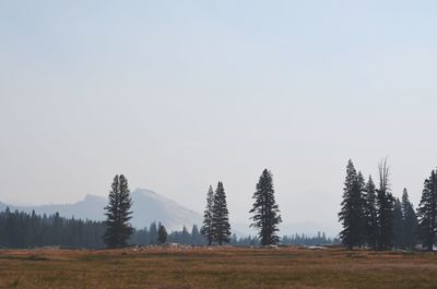 Trees on landscape against clear sky