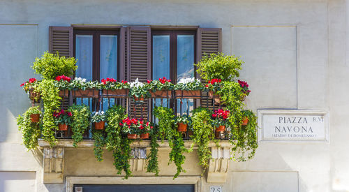 Plants growing in a room