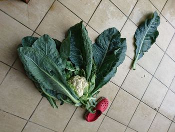 High angle view of leaf on floor at home