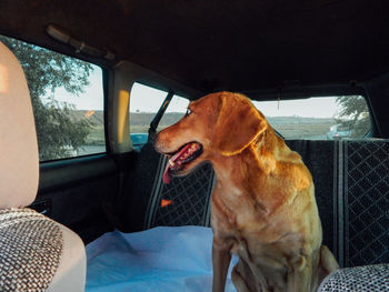 Dog sitting in car