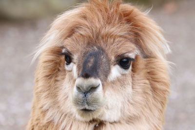 Close-up portrait of a horse