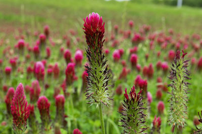 Close-up of pink flowering plants on field