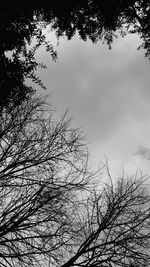 Low angle view of bare tree against sky