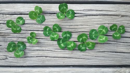 Plant growing on wooden plank