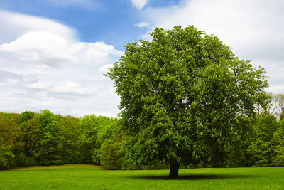 Trees growing on field against sky