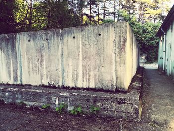 Plants growing on old wall by building