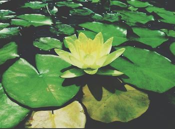 Close-up of lotus water lily in pond