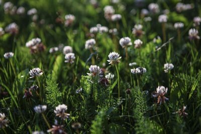 Close-up of wildflowers