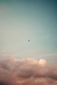 Low angle view of bird flying in sky