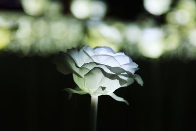 Close-up of flowers