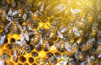 Close-up of bees in honeycomb