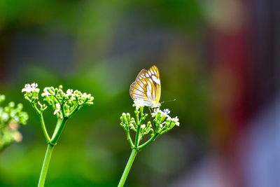 Close-up of butterfly pollinating on flower