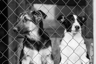 View of two through fence