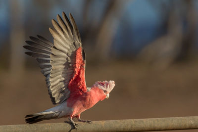 Close-up of bird against blurred background