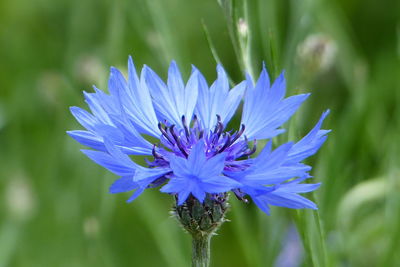 Close-up of purple flowering plant