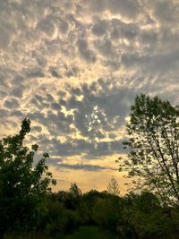 Low angle view of silhouette trees against sky during sunset