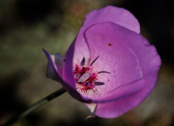 Close-up of purple flower blooming outdoors