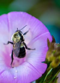 Close-up of insect on purple flower