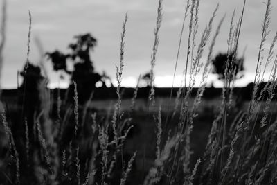 Close-up of crops on field against sky