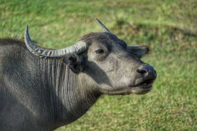 Side view of a horse on field
