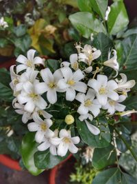 Close-up of white flowers