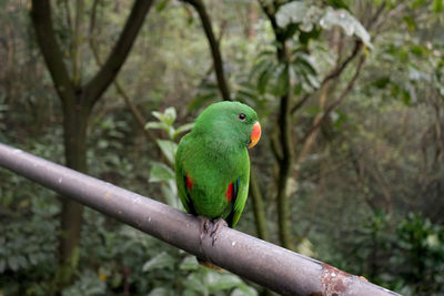 A parrot at taman safari indonesia, west java - indonesia.