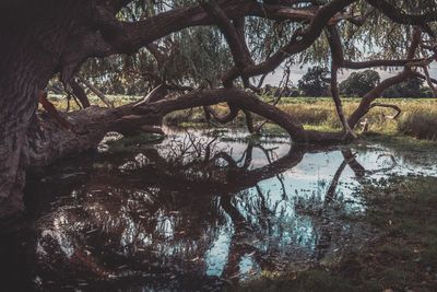 Trees by lake in forest